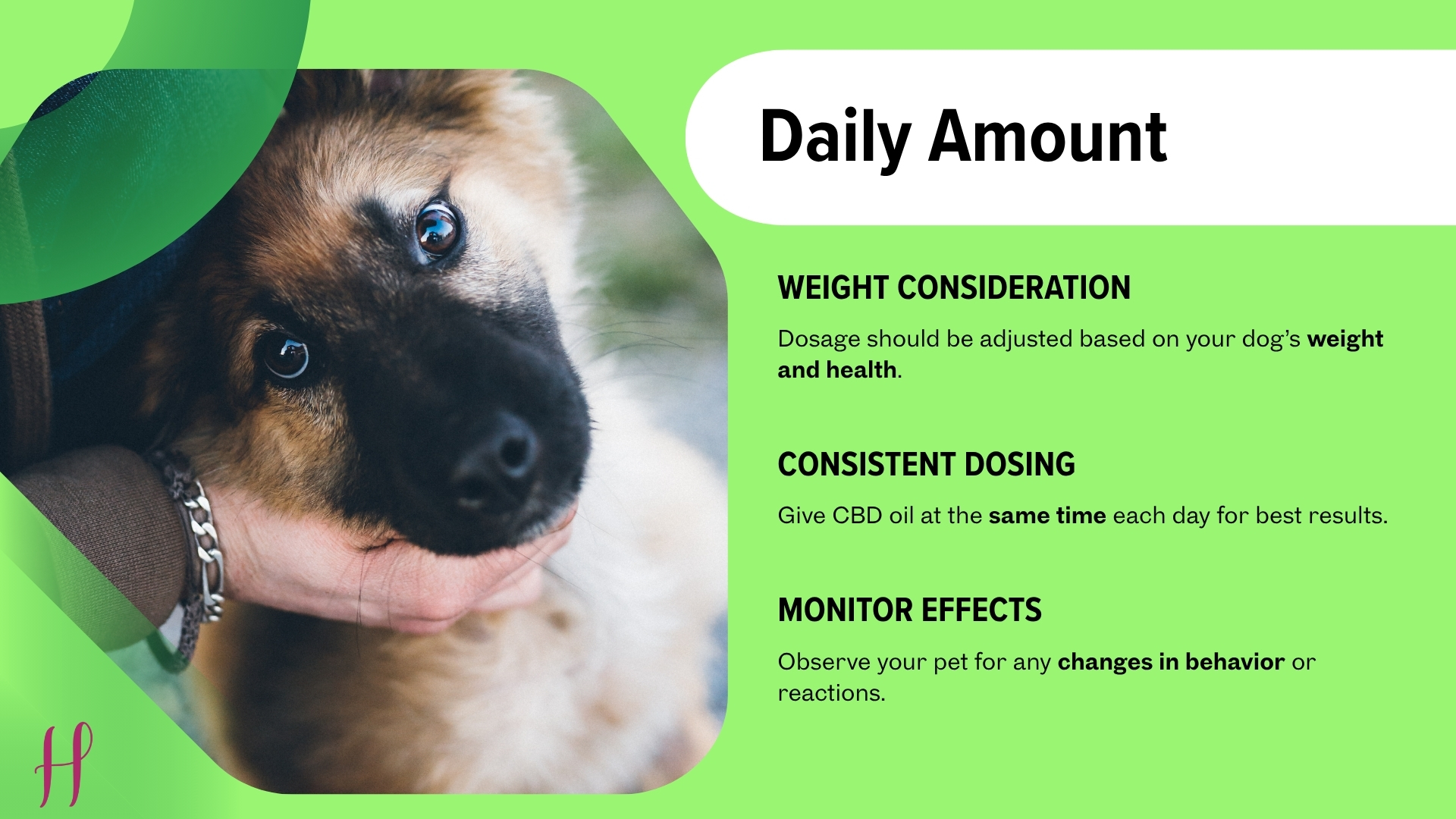 CBD oil for pets